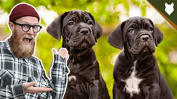 What To Do With A NEW CANE CORSO PUPPY?!