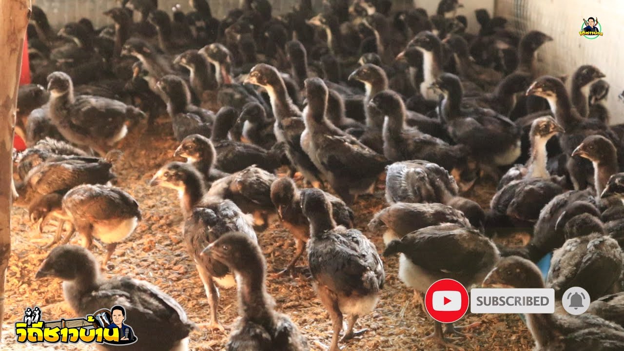 วิธีเลี้ยงอนุบาลลูกไก่ประดู่หางดำมข55​ เพื่อเป็นแนวทางสร้างอาชีพ​เสริม