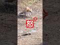 獲物を狙いにキツネがやってきた　#shortvideo #short #shorts #野生動物 #動物 #キツネ