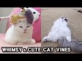 WHIMSY AND CUTE CATS VINES