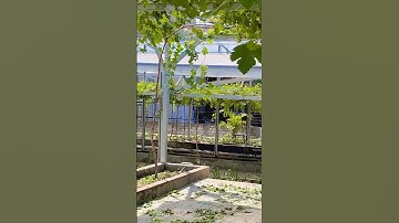 Thumbnail of Kita bukin romantisss #music #anggur #gardening #greenhouse #kebunanggur