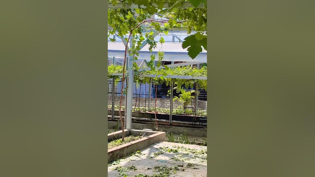 Kita bukin romantisss #music #anggur #gardening #greenhouse #kebunanggur