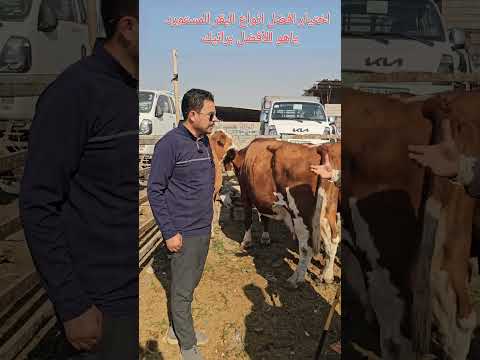 افضل انواع البقر المستورد بقر بقرة حلاب حليب هولشتاين فريزي سمنتال هولندي عبدالله الطيب