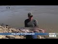 Paddlefish season in north dakota starts wednesday