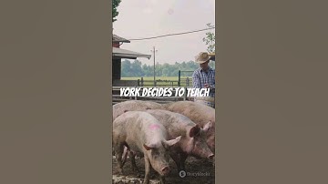 Pigs Are Smarter Than You Think! #animalwisdom #animaleducation #animalperformance #humaneeducation