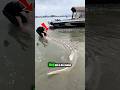 “Unexpected Encounter! Man Discovers a Giant Fish as Long as a Boat!” #short #seaanimal #longfish