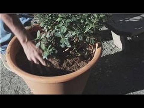 Growing Blueberries Quick Guide And Master Grower S Tips