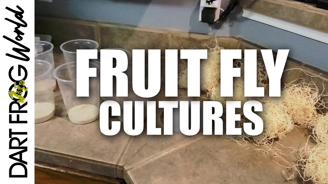 How to Culture Fruit Flies YouTube