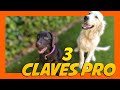 ⚠️ 3 Claves para Adiestrar a tu Cachorro 🐶 | Adiestramiento Canino 📝