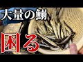 【え？】イワシの本当の捌き方。