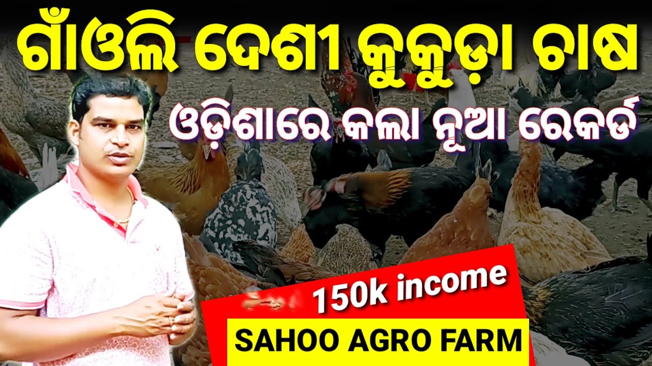 ଗାଁଓଲି ଦେଶୀ କୁକୁଡ଼ା ଚାଷକରି ଓଡ଼ିଶାରେ କଲେ ନୂଆ ରେକର୍ଡ଼।।#Desi kukuda chasa।।#Desi Hen farming in odisha