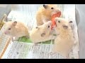 ソーセージは渡さないぞ!