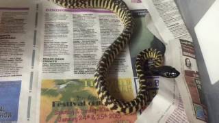 Celebrity Baby Black Headed Pythons are the coolest. Haha. Net Worth