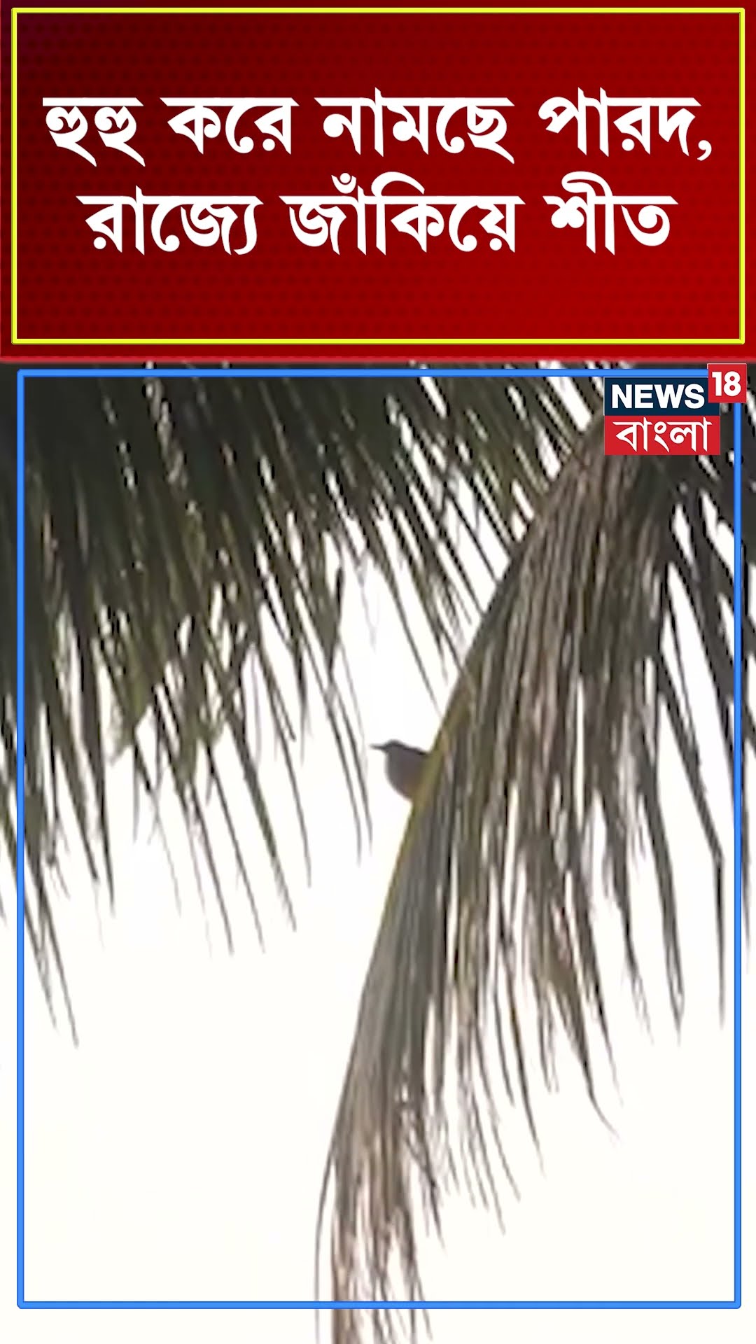 Weather Update : হুহু করে নামছে পারদ, রাজ্যে জাঁকিয়ে শীত | Bangla News | N18S | #shorts