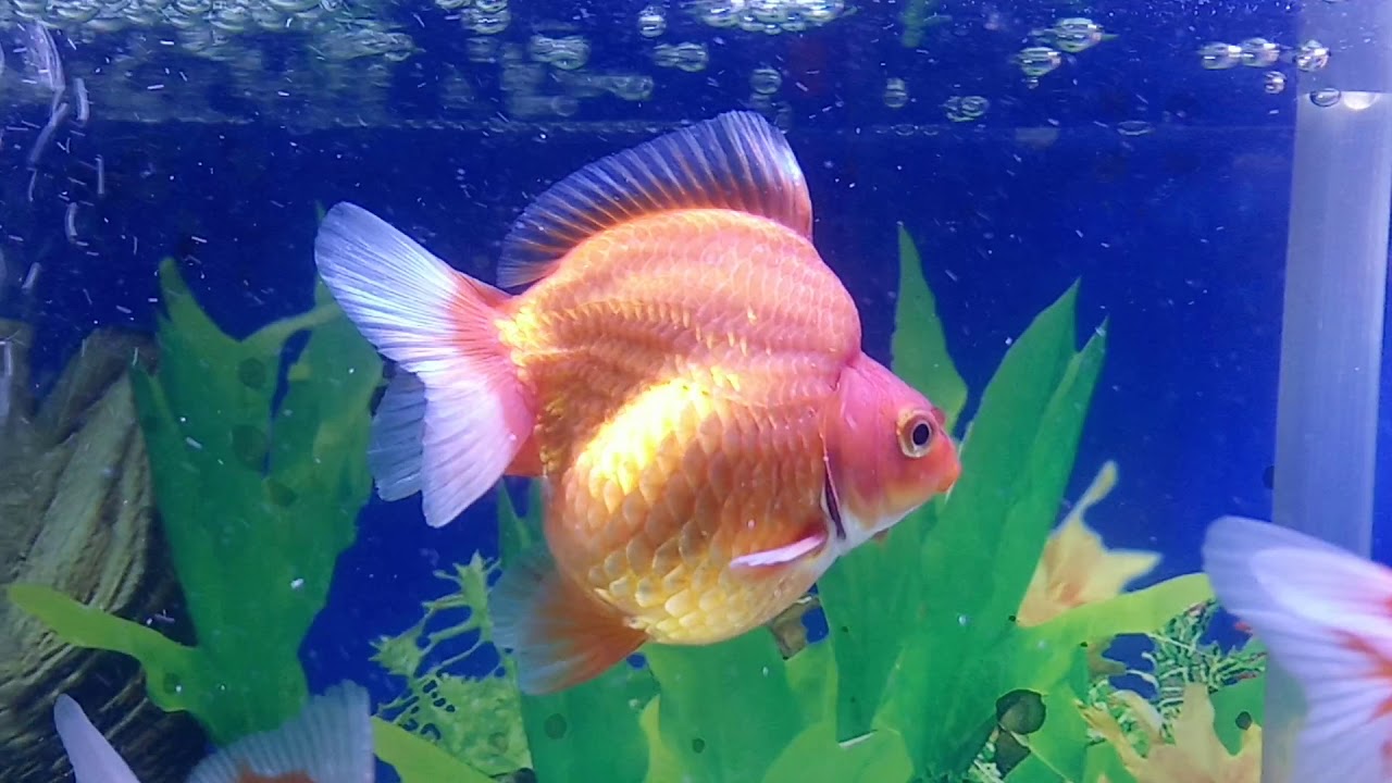 Ikan Mas Koki Ryukin, L, Female
