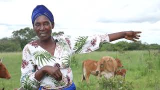 ZAMBIA: Community livestock breeding among smallholder rural communities