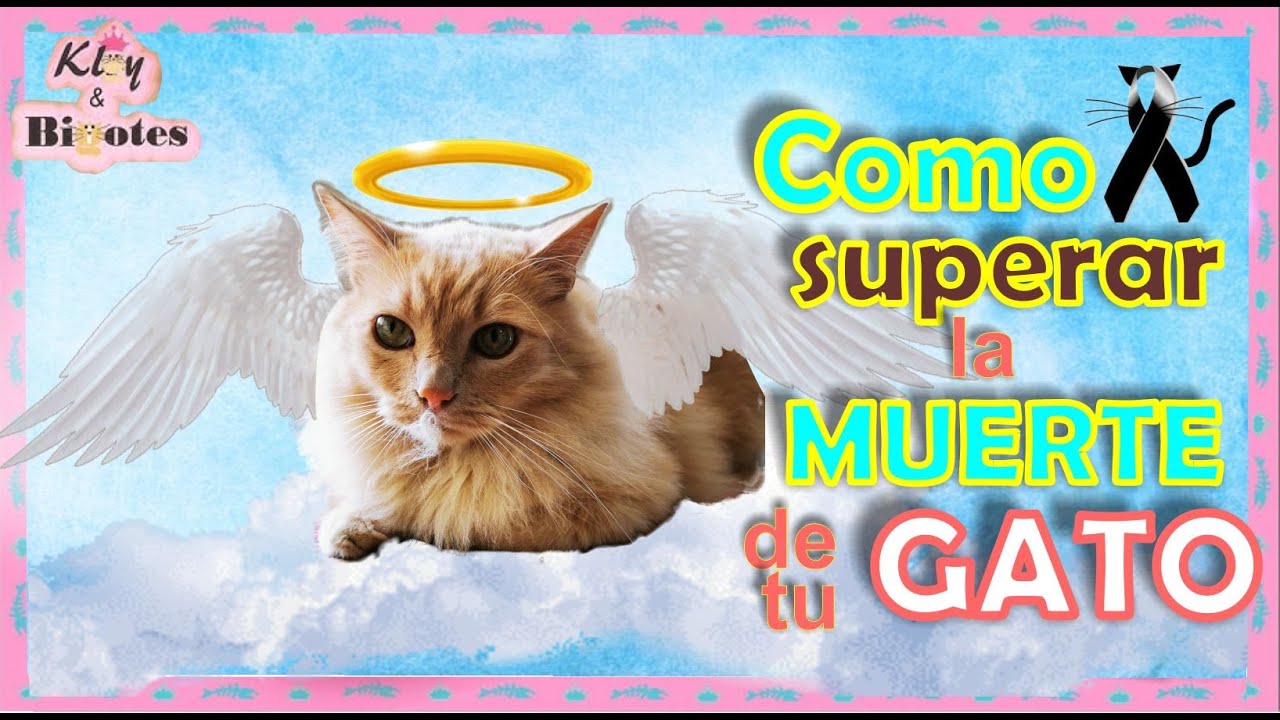 Como superar y confrontar la muerte de tu gato o mascota, ayuda a tu ...