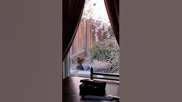 Robin keeps hitting the window