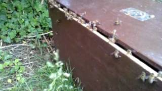 V090610_16.480001.AVI