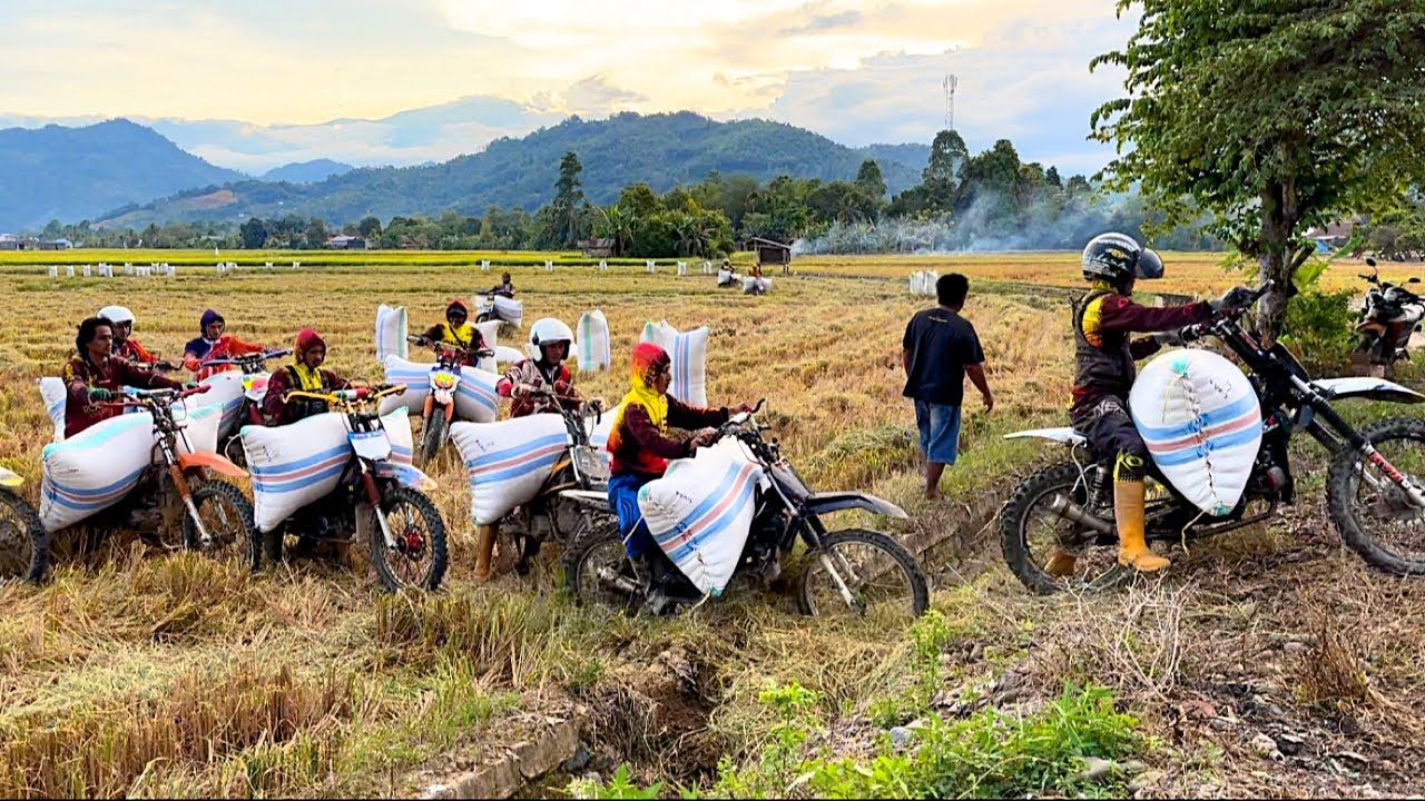 Ojek gabah dengan jam terbang yang sudah suhu
