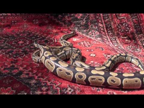 Big Snakes Queen Xenia and her consort prince Bashar on the loose in the garden.