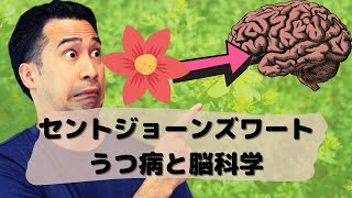 うつ病必見！セントジョーンズワートの効果と副作用を脳科学で解説