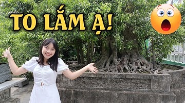 Em Gái CHOÁNG NGỢP Trước Vườn Bonsai của Anh Định - 0983843484