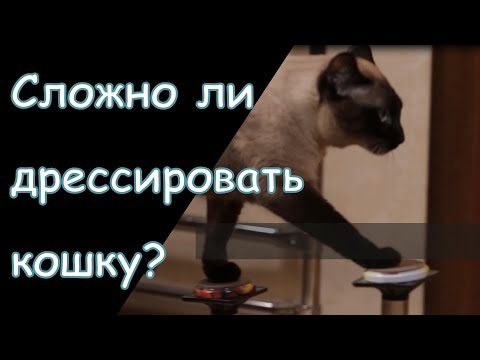 Как правильно дрессировать кошек. Наследники Куклачёва. Дрессированный кот.