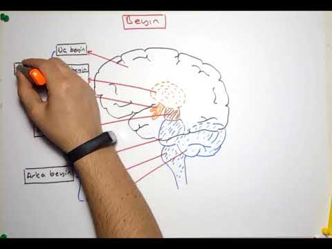 Video: Orta beynin hansı strukturu var?
