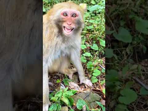 Angry Mother Monkeys