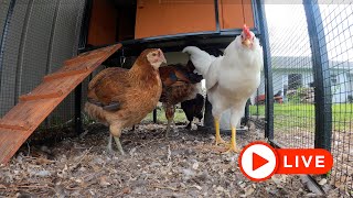 Cozy Coop Cam 🐥 | Relax with Soft Chicken Sounds & a Fun Quiz! screenshot 4