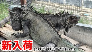ヤバすぎるイグアナが大量にやってきました!!【ブラックアウト東京】【ウッドベル】