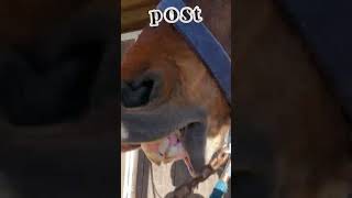 VLOG al maneggio🫶🏼🐴😍