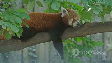 The Secret Life of Red Pandas! #redpanda #animalworld