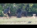 Great VillageDogs!!!!! Shepherd Meeting Belgian Malinois At Field Near Green Field near home