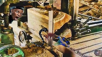 unexpected surprise when sawing a hollow teak log