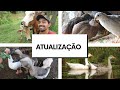 Grande Atualização - Gutejando