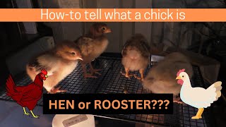 How to Tell if Your Baby Chick is a Hen or Rooster | Easy Gender Identification Tip!