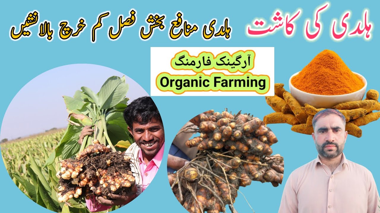 Turmeric farming in Pakistan | haldi ki kasht in Pakistan |haldi farming 