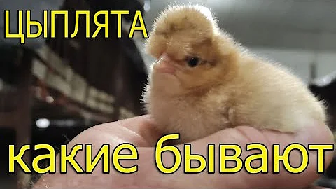 Как выглядят цыплята разных пород