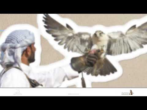 في قلب الإمارات الصقارة تتجاوز كونها رياضة فهي إرث حي يعكس تقاليدنا العريقة