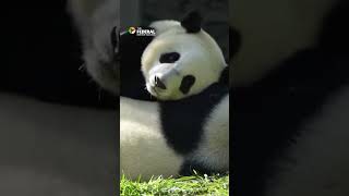 Young Panda Caught Clinging To Sleeping Mother The Federal