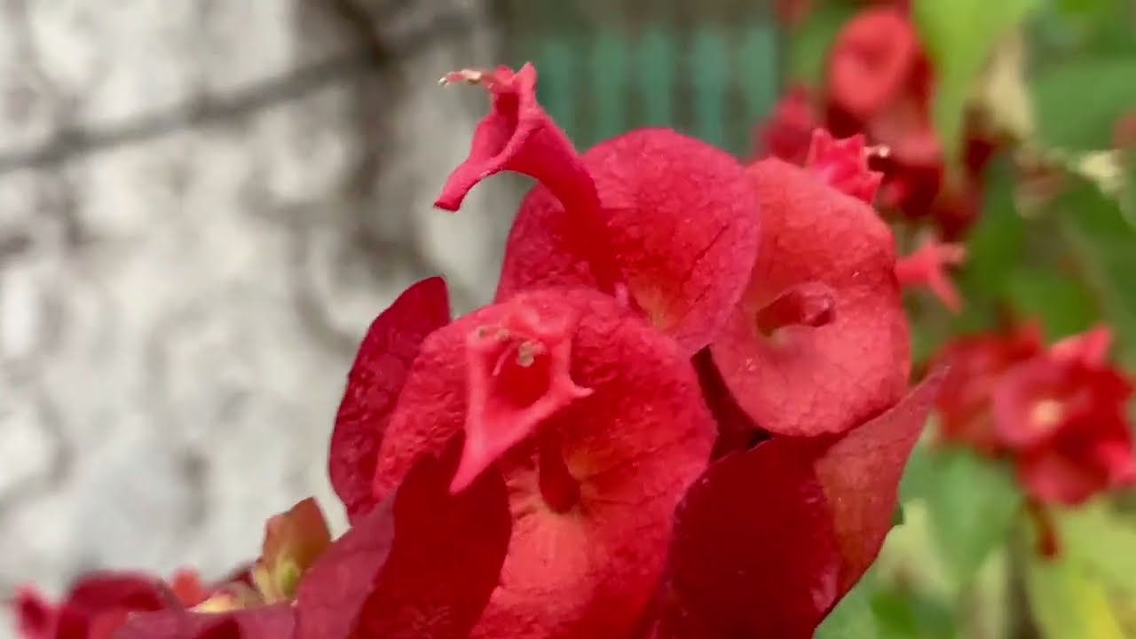 Flower Looks Like a Hat || Nature’s Artwork || Cup-Saucer Shaped Flowers 