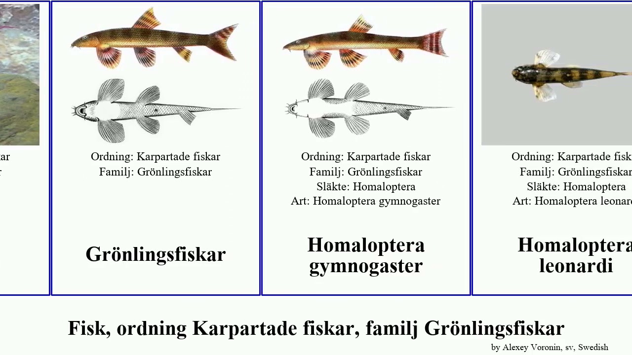 Fisk, ordning Karpartade fiskar, familj Grönlingsfiskar homaloptera fish loach brucei leonardi
