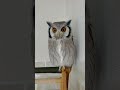 長髪から坊主頭になった飼い主に驚愕するフクロウ #owl