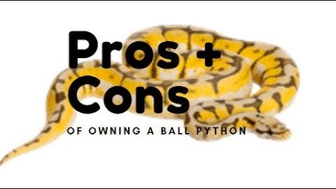 Pros and Cons of Owning a Ball Python