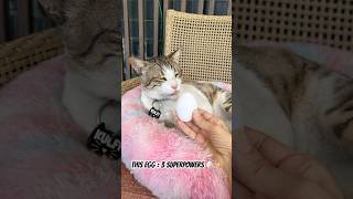 3 superpowers of the egg, Part 2 🥚🐾✨🚨 #cat #dog #pets #egg #health #food