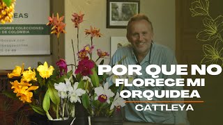 Por qué no florece mi orquídea Cattleya?