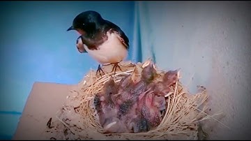 swallow nesting day by day hatching eggs#bird #birdslove #animals #eggs #egg birds