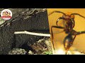 【閲覧注意】グンタイアリの巣にカメラを入れてみた！1000万匹の黒い塊の中には…！【ジャングル最恐の生物】【どうぶつ奇想天外／WAKUWAKU】